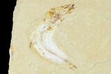 Three Cretaceous Fossil Fishes (Gaudryella) - Lebanon #162817-1